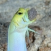 jawfish_yellowhead_oc_jar_v_0049_cub0545.jpg